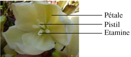 Détail de la plante