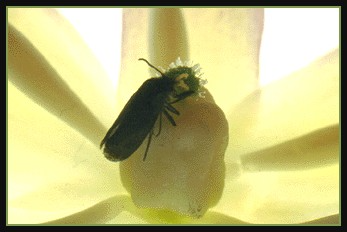 Teigne du Yucca