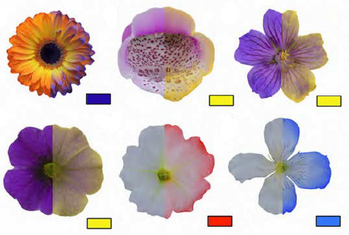 Fleurs