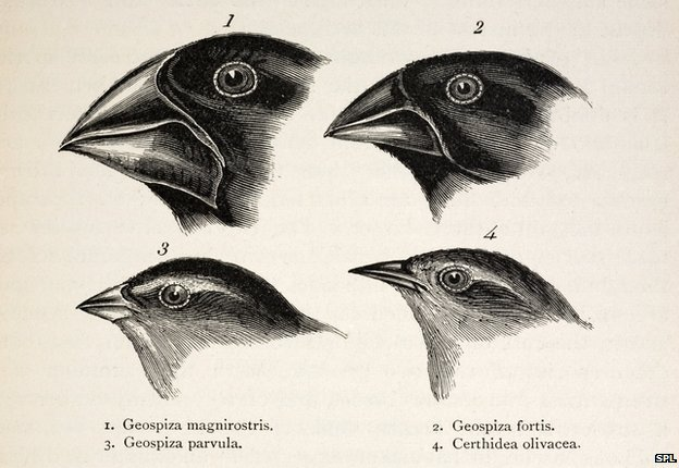 Image des pinsons de Darwin, et de leurs becs