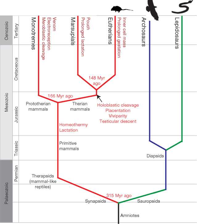Tableau : les monotrèmes dans la taxonomie