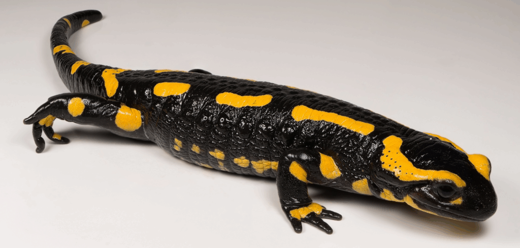 une salamandre