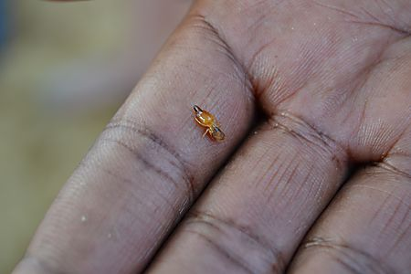 Photo d'une termite