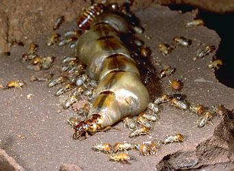 La société termite