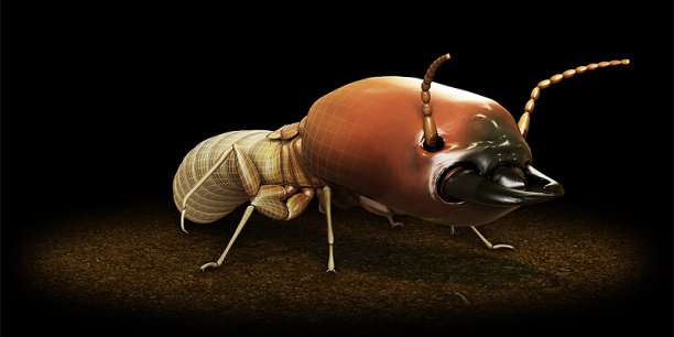 Termite soldat