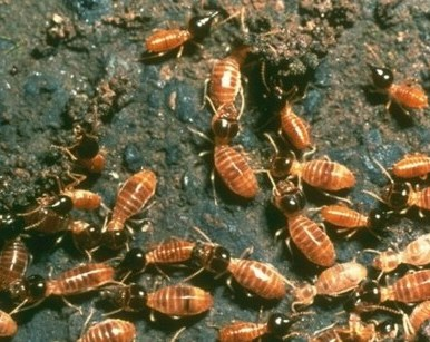 Termites lucifuges