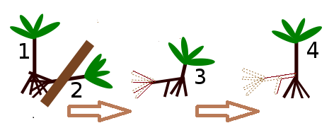 Schéma explicatif deu marcottage du palétuvier