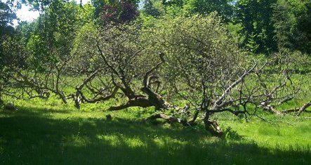 Le Catalpa du Parc de Chateaubriand