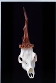 Le crâne de la licorne de Sibérie