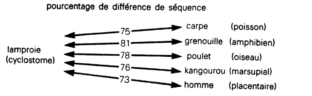 Pourcentage de différence de séquence génétioque entre la lamproie et d'autres animaux