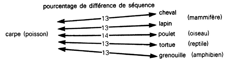 Pourcentage de différence de séquence génétioque entre la carpe et d'autres animaux