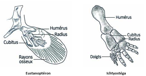 Comparaison d'os d'Eustanoptéron et d'Ichtyostega
