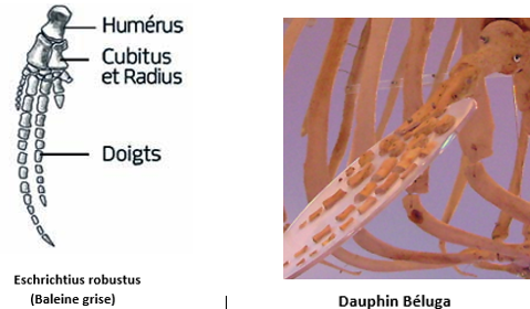 Comparaison doigts de balaine grise et Dauphin