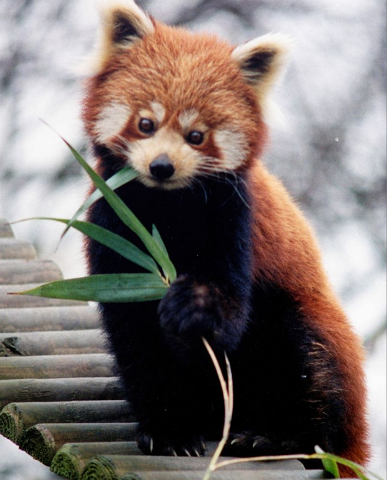 Petit Panda