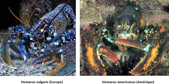 Homard vulgaire