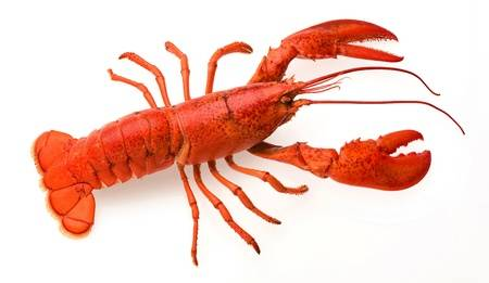 Homarus Americanus