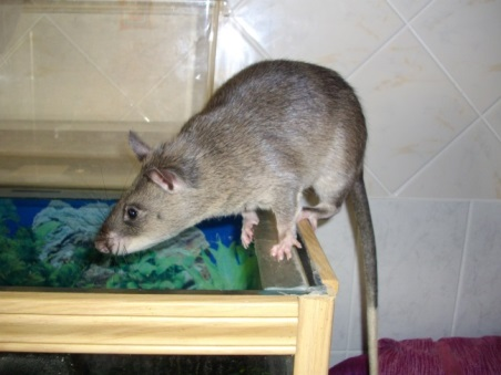 Rat et sa longue queue
