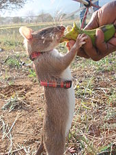 Photo d'un rat qui mange une banane