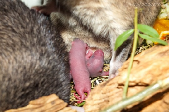 Portée de rat