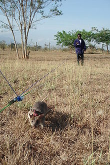 Rat au travail