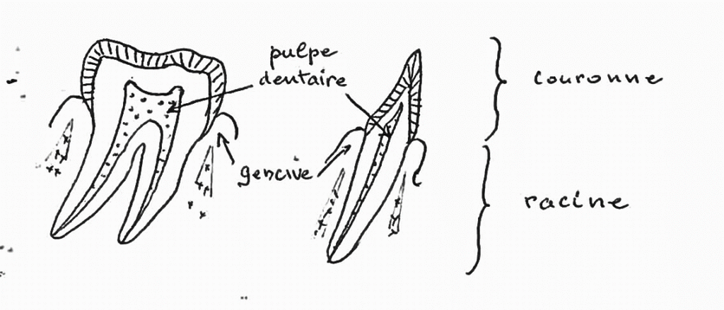 Dessin de molaire et incisive saines