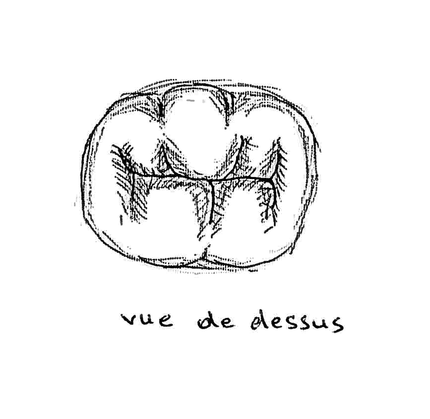 Dessin de molaire et incisive saines