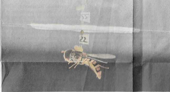Une mouche syrphe juste avant sa chute libre