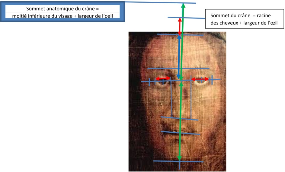 Sommet du crâne