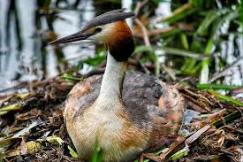photo grebe huppé nidifiant