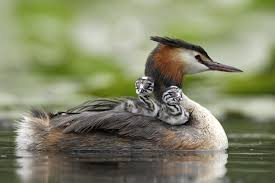 photo grebe huppé sur l'eau