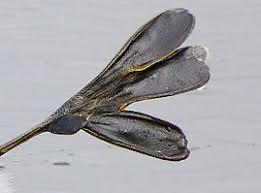 photo patte grebe huppé