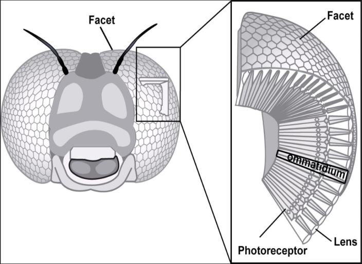 Facettes de l'oeil d'abeille