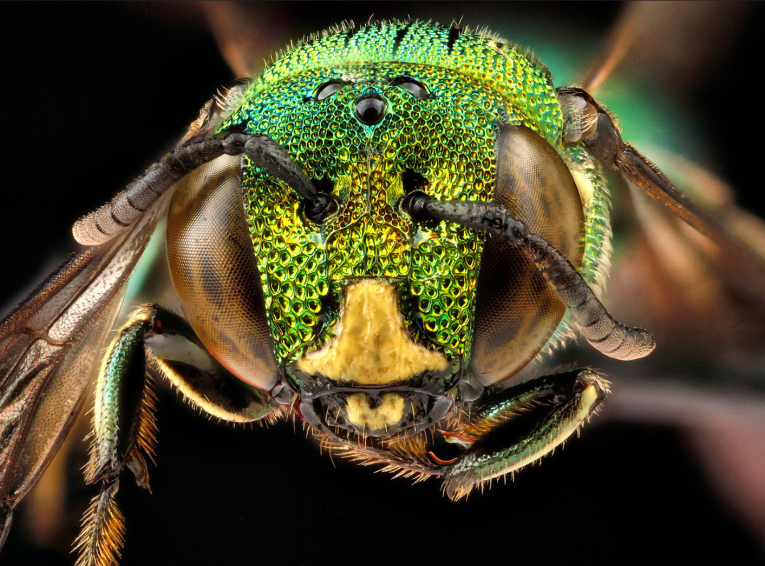 Tête d'abeille