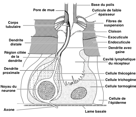 Une sencille dite « simple » : comment le poil est relié au neurone