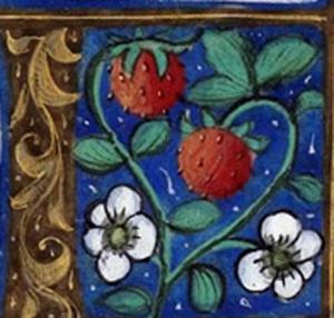 Fraise et manuscrit enluminé