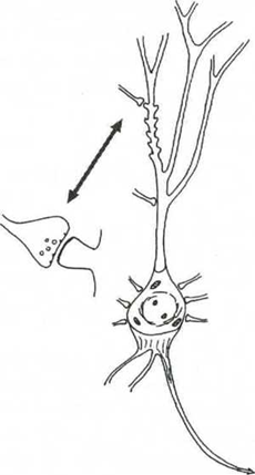 Les cellules unitaires du cerveau sont les neurones
