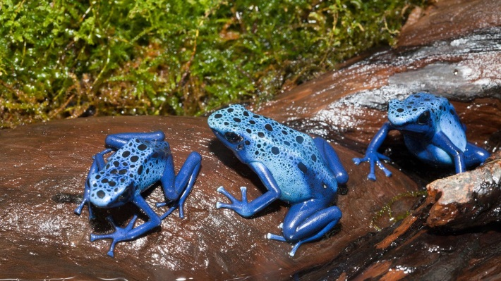 Dendrobates tinctorius azureus