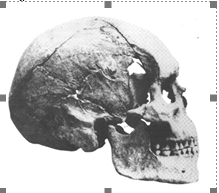 Crânes type Neandertal