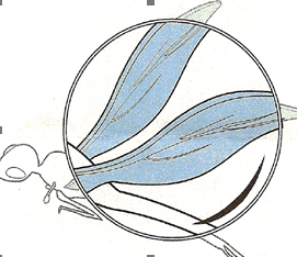 Aérodynamisme des insectes