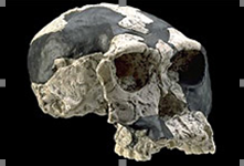 Crâne attribué à l'Homo habilis,