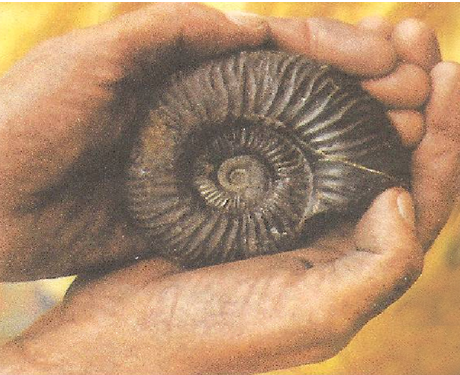 ammonite d'une crétion d'ardoise noire