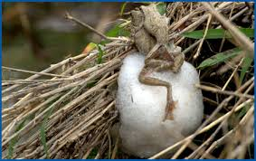 Grenouille Chiromantis
