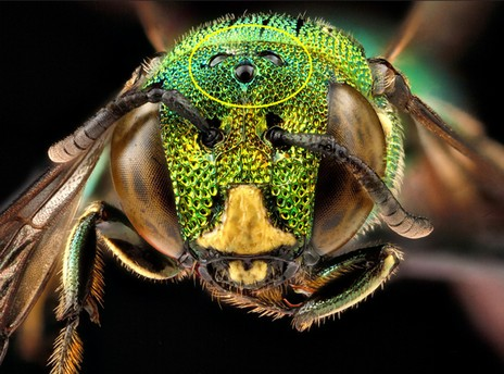 Les yeux d'une abeille.