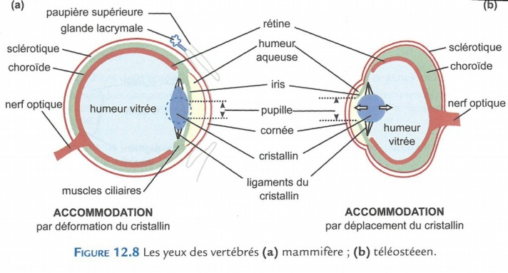 L'œil d'un mammifère (a) et celui d'un téléostéen (b).L'accomodation se fait par déformation ou déplacement du cristallin.