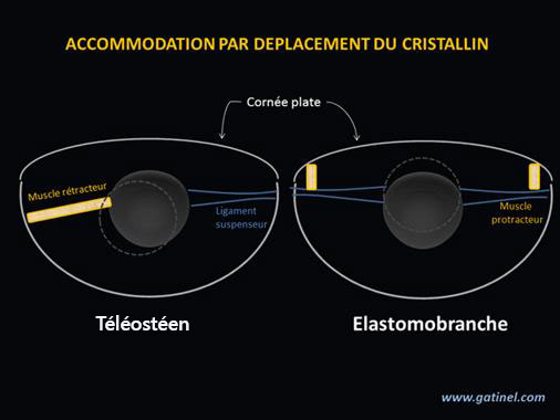Muscles et ligaments sont disposés différemment.
