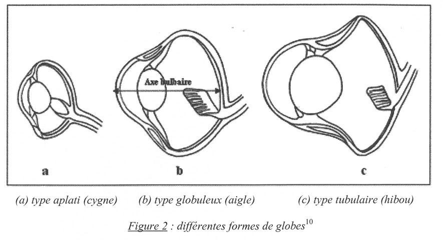 La forme du globe oculaire varie selon les oiseaux: cygne (a); aigle (b); hibou (c).