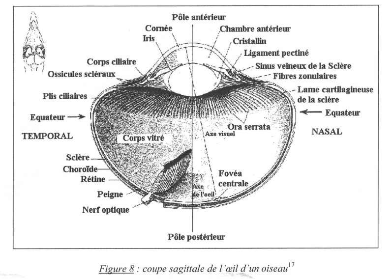 Coupe sagittale de l'œil d'un oiseau.