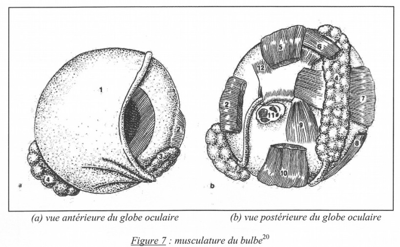 musculature du bulbe de l'oeil