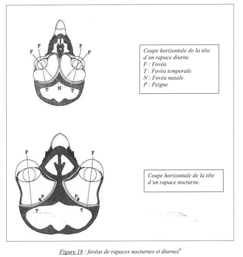 Foveas de rapaces diurnes (en haut) et nocturnes ( en bas). F: fovea; T: fovea temporale; N: fovea nasale; P: peigne.