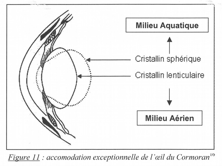 Accomodation spécifique à l'œil du cormoran, selon le milieu où il opère.